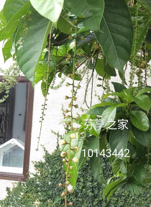 Shanjiao House | Green 58 B&B