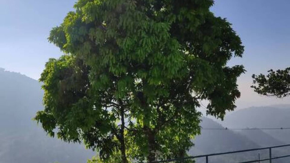 Pallivasal Cottage | Green Paradise Room-3