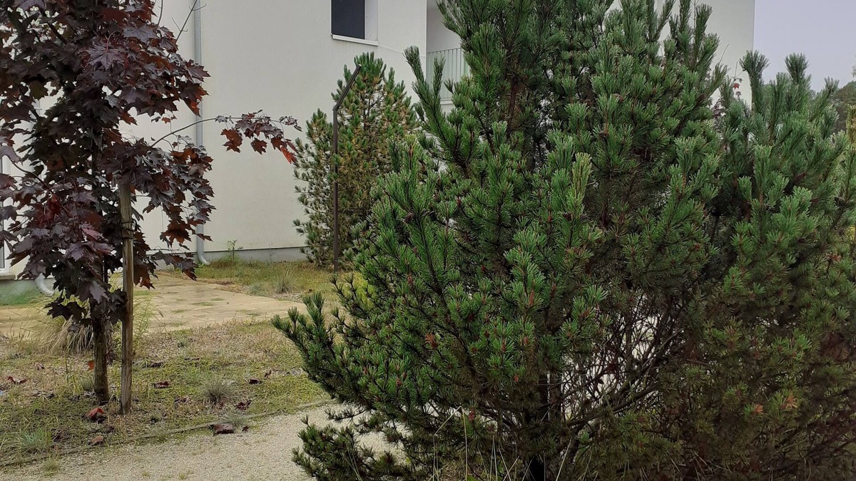 Pogorzelica Apartment | Green Patio Przy Sosnowym Lesie