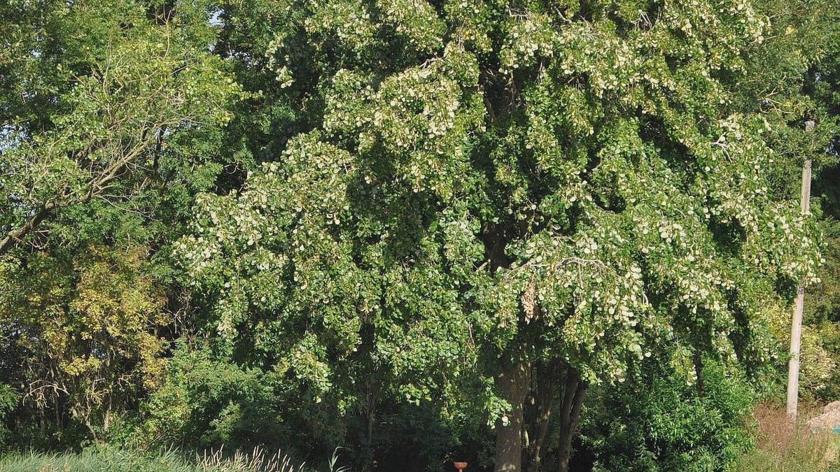 Ramskapelle House | Groot Noordhof