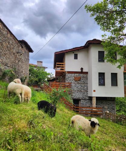 Kosovo House | GUEST HOUSE ELENA