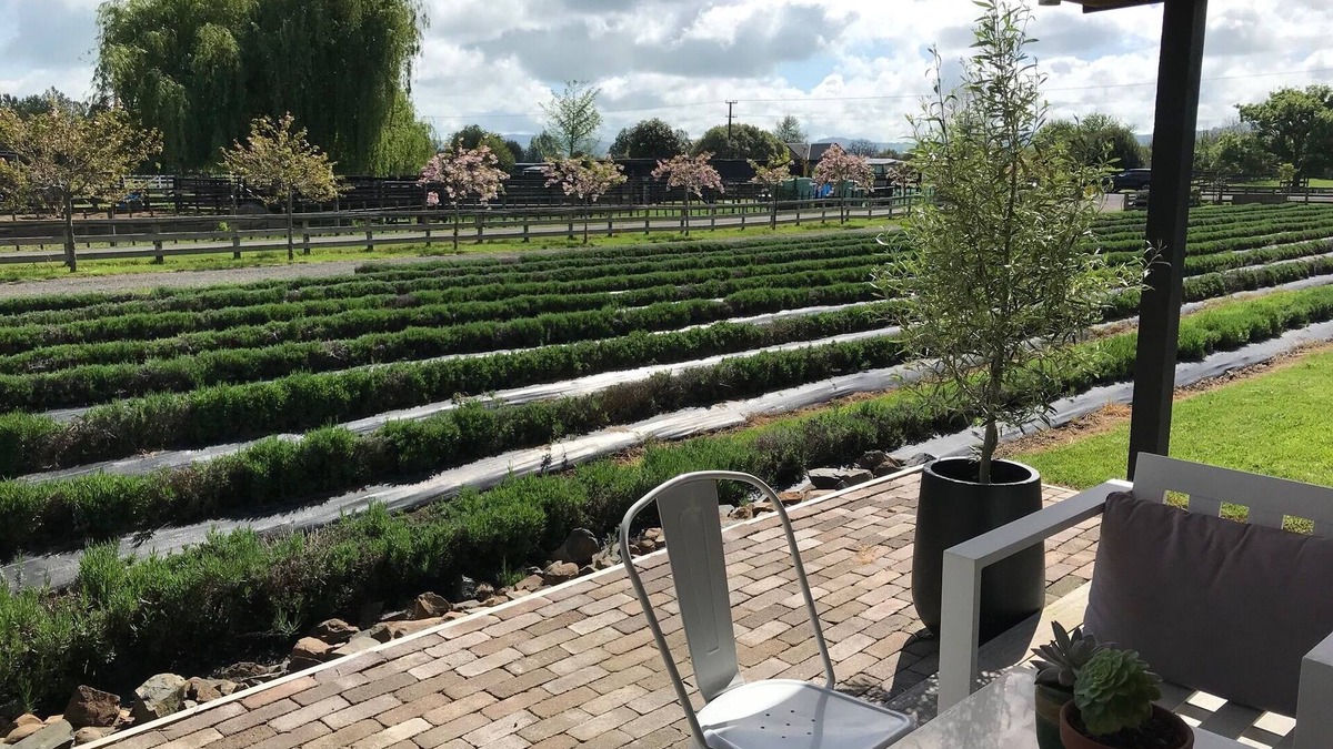 Cambridge House | Guest House in the Lavender Field