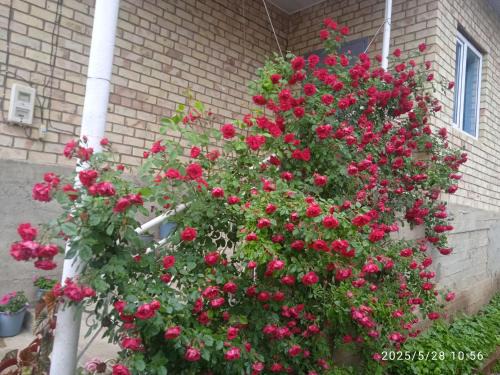 Arkit Bed & Breakfast | Guest house Kyzyl alma