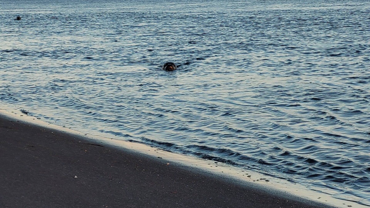 Thorfinnsstadir Hotel | Hótel Hvítserkur