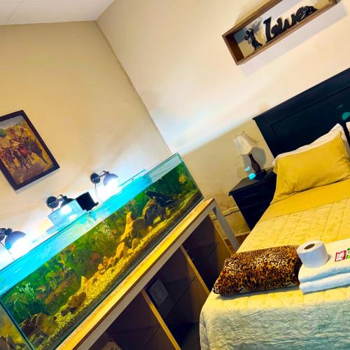 Cochabamba House | habitación relax, hermosos peces y plantas