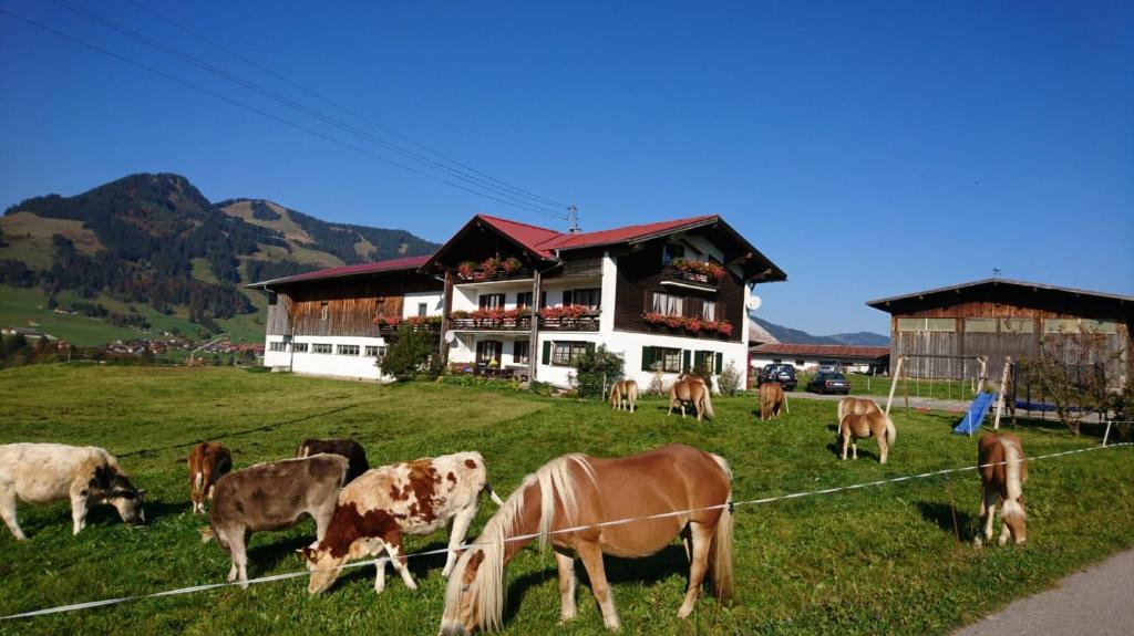 Obermaiselstein Apartment | Haflinger Hof