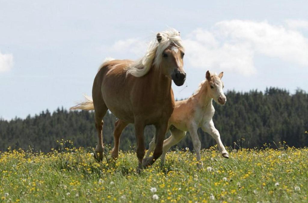 Meura Apartment | Haflinger Reiterhof Meura