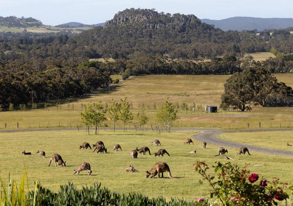 Woodend Bed & Breakfast | Hanging Rock Views