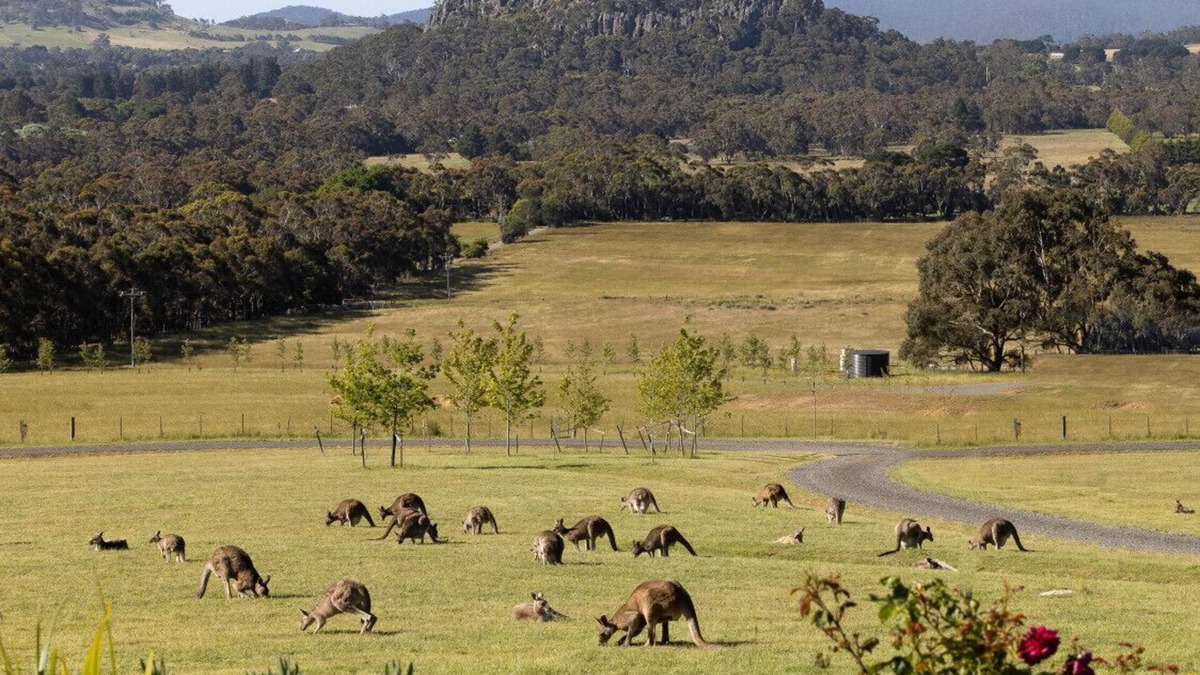 Woodend Apartment | Hanging Rock Views, King Suite in luxury B&B