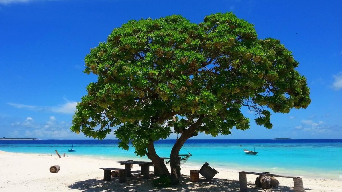 Dharavandhoo House | Hanifaru Transit Inn