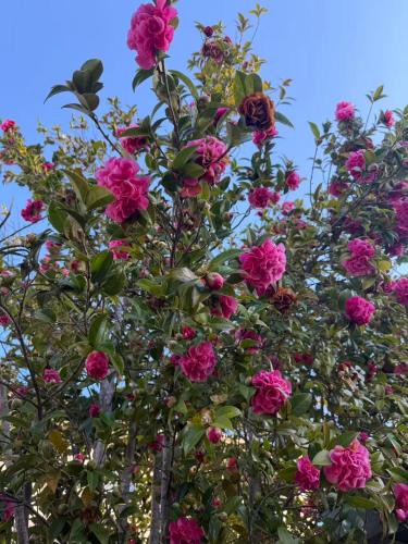 Glen Waverley Villa | Happy Post-Glen Waverley