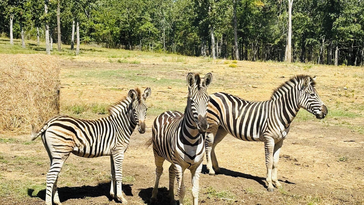 Henryetta Cabin | Hickory Ridge Cabin - Lemurs, Zebras, Hot Tub, Hiking