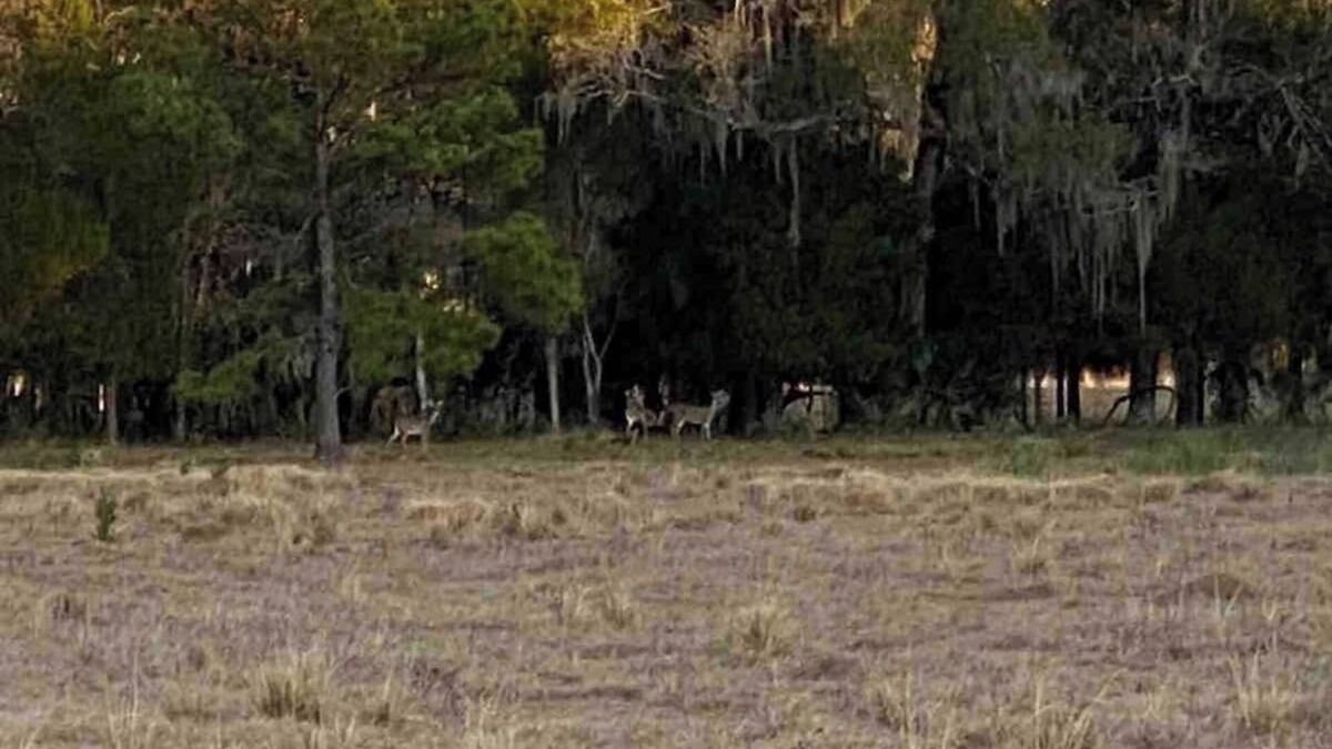 Inglis Cabin | HIDDEN GEM IN WEST FLORIDA! 12 PPL CABIN