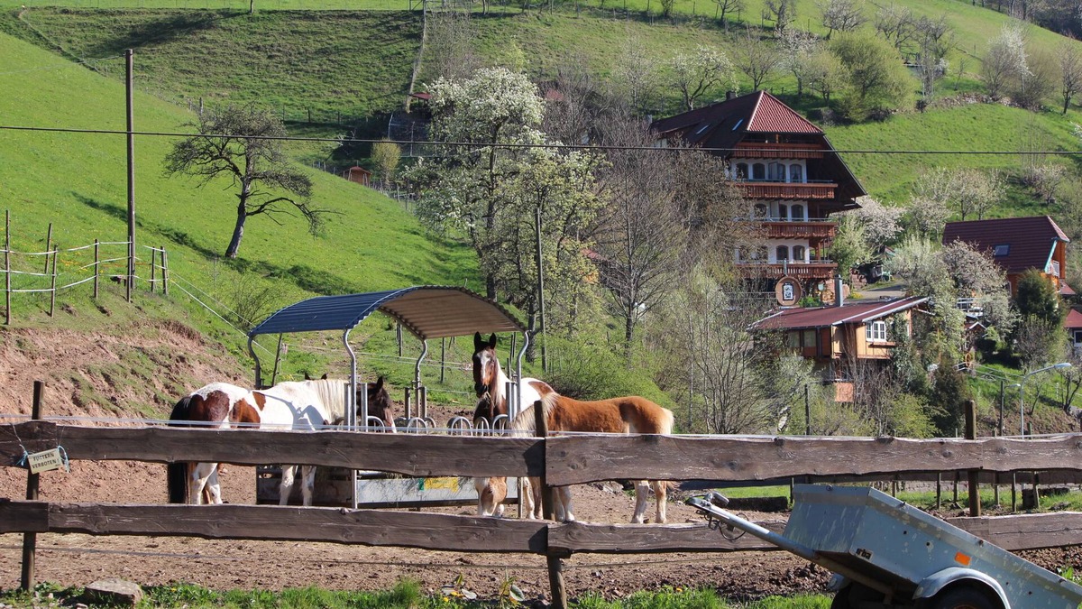Bad Peterstal-Griesbach Apartment | Hiking vacation or just relaxing, leaving everyday life behind