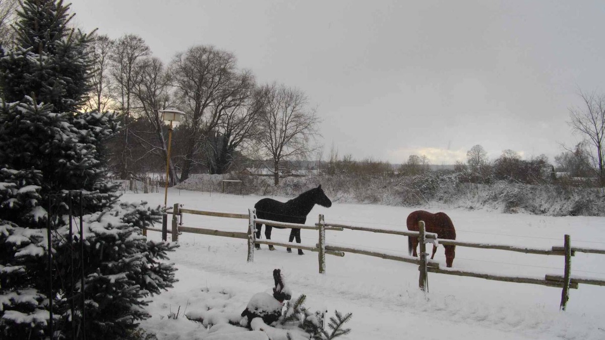 Lubben Apartment | Holiday apartment on a horse farm