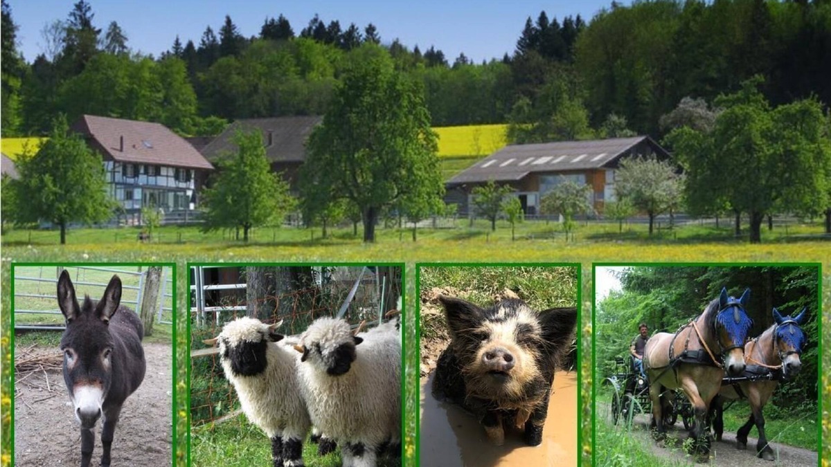 Eschenz Other | Holiday apartment Eschenz for 1 - 7 persons with 2 bedrooms - Farmhouse