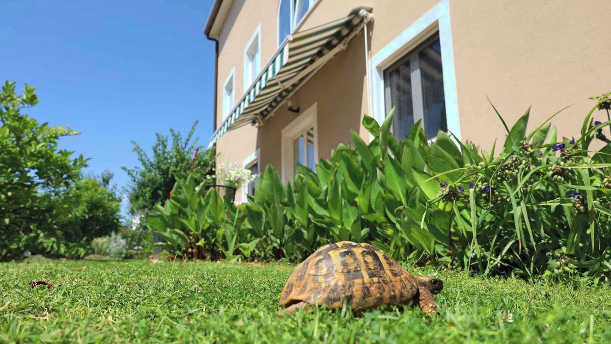Murine Apartment | Holiday apartment with internet, air conditioning, terrace and garden in a quiet location