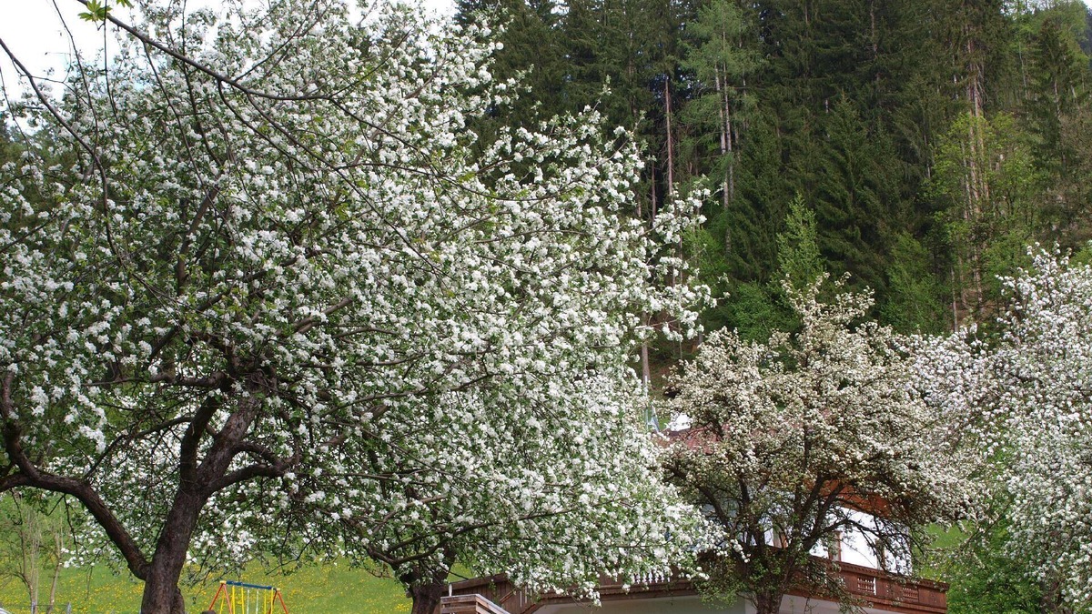 Helfenstein Other | Holiday house Hart im Zillertal for 1 - 7 persons with 3 bedrooms - Farmhouse