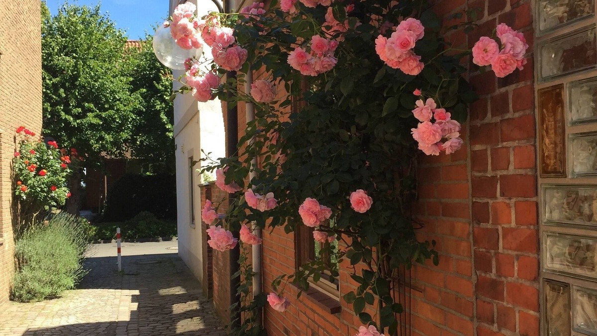 Eckernfoerde House | Holiday house for 5 guests with 80m² in Eckernförde (1205)