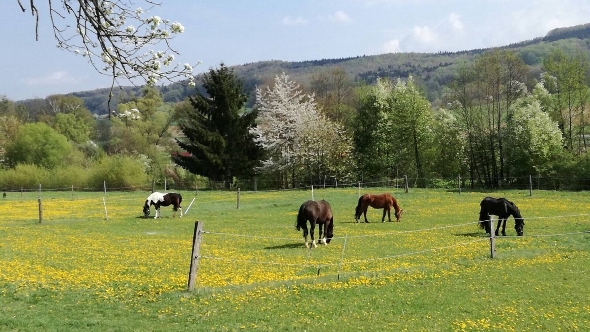 Bischofstetten Apartment | Holidays among happy animals!