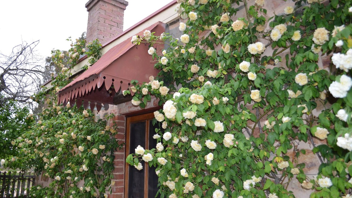 Gillentown Cottage | Homely Cottage nestled in the award-winning Heritage Garden