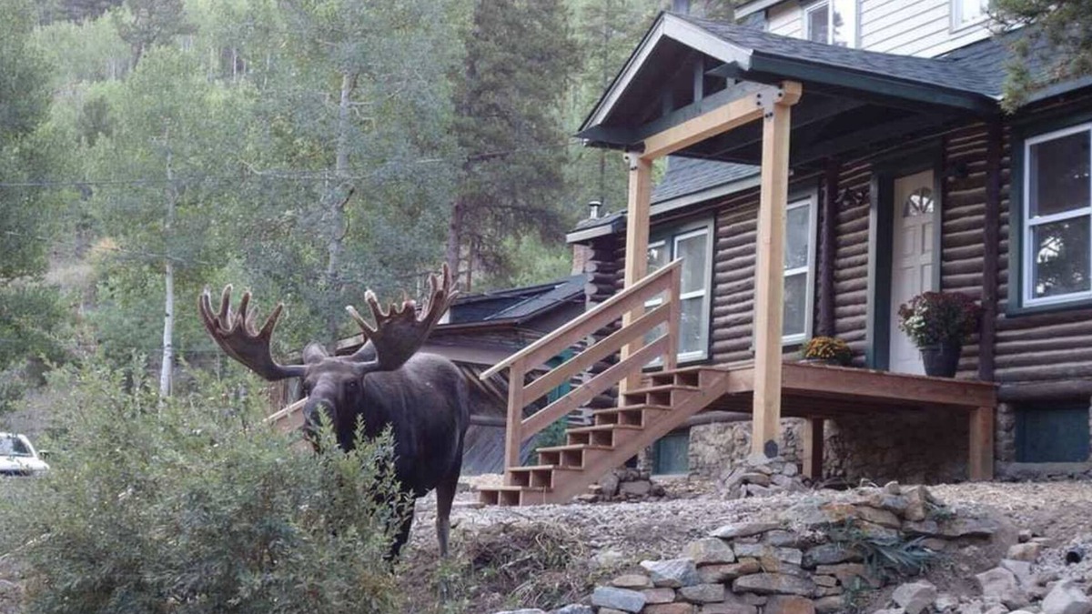 Rollinsville Cabin | Honey Bear Creek Artists Mountain Retreat