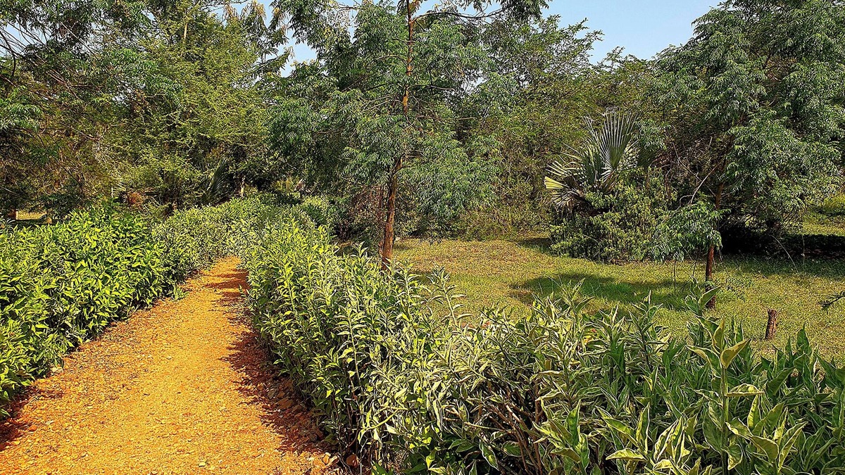 Pakwach Cabin | Hornbill Bush Lodge
