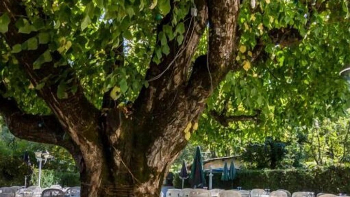 Castellane Hotel | Hotel Restaurant Ma Petite Auberge
