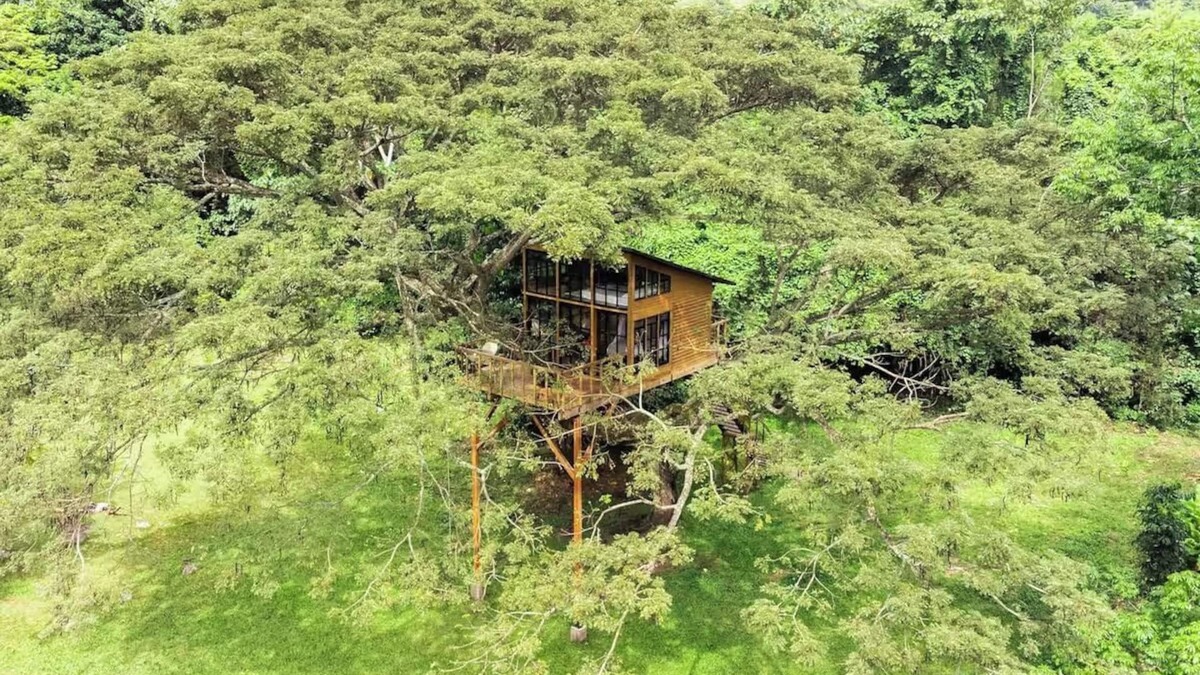 Utica House | House in the Tree near Bogota SOPHIA