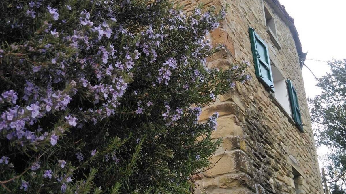 Castel del Rio Other | House made of stone and chestnut wood, at the foot of the chestnut grove