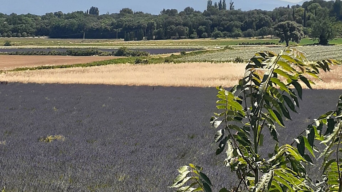 Suze-la-Rousse House | HOUSE sleeping 10 to 12 in Provence