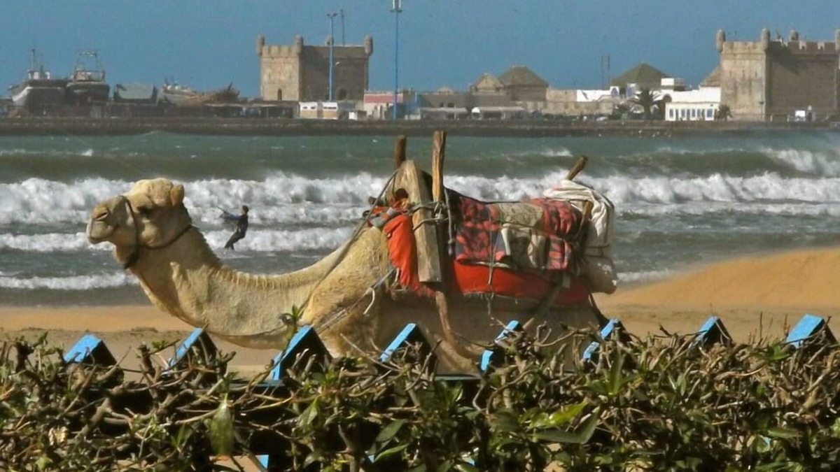 Essaouira House | House/Villa - ESSAOUIRA diabat