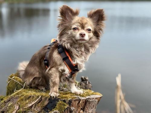 Tanna House | Hundeurlaub im Tiny House im Wald
