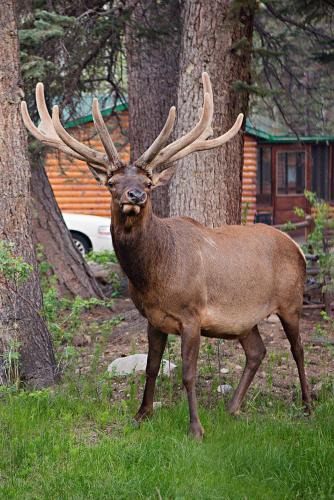 Estes Park Resort | Idlewilde by the River