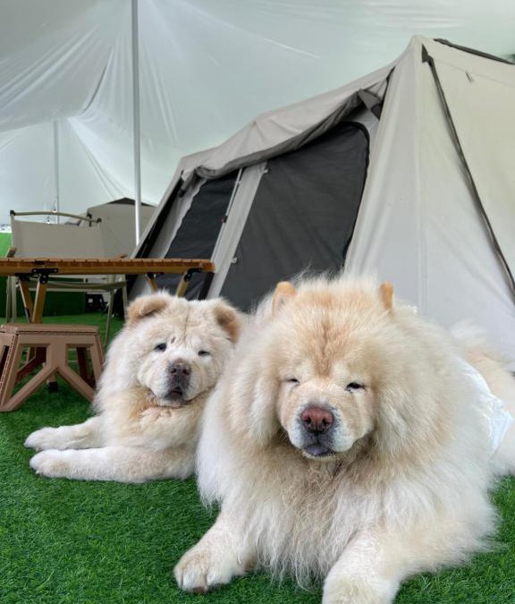 Genting Highlands Other | iGo Glamz 爱狗露营 Pet Friendly Glamping