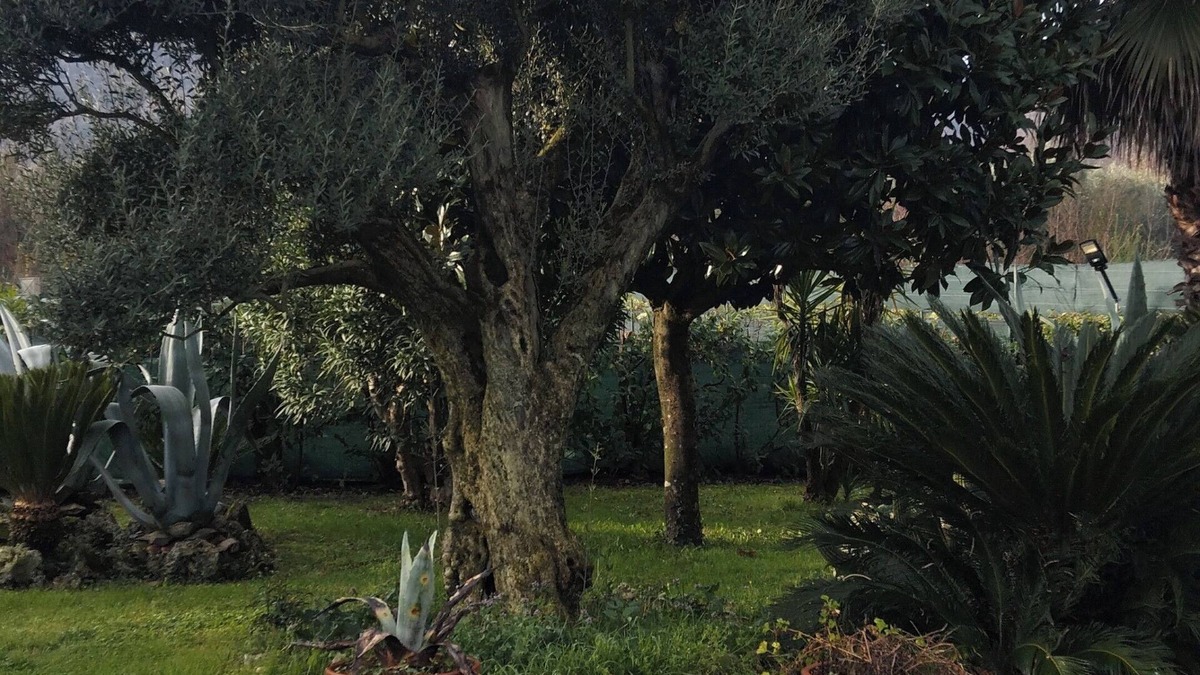 Pietramelara Bed & Breakfast | Il giardino di Eolo