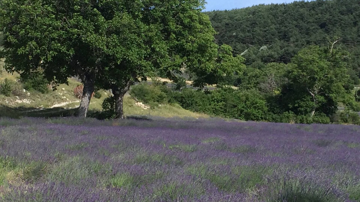 Mevouillon House | In the Lavender Country, in the Hamlet of Pelleret, 800 meters above sea level.