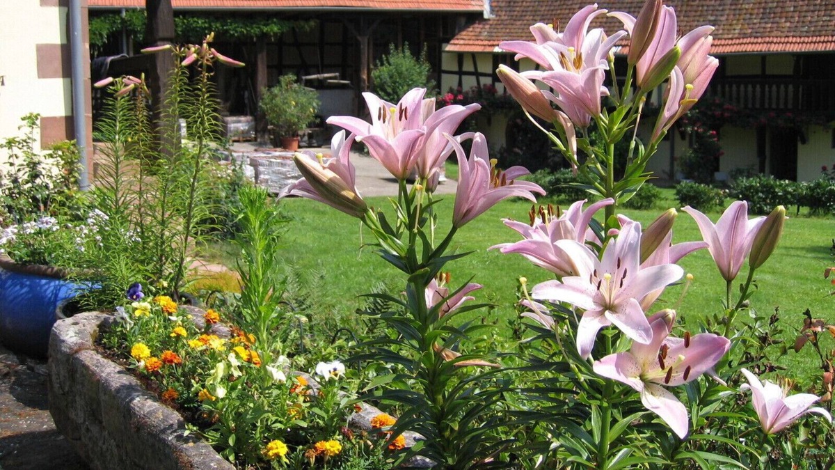 Schalkendorf Apartment | Independent gite 45 m2 in charming Alsatian farm with pool and orchard