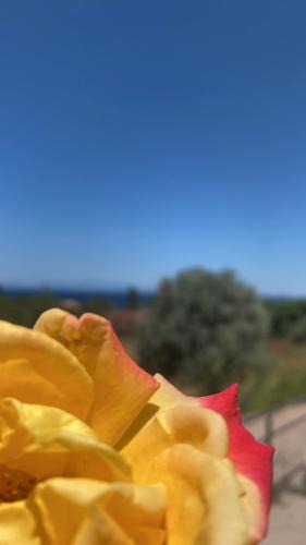 Lesvos Apartment | Isolaire Residences