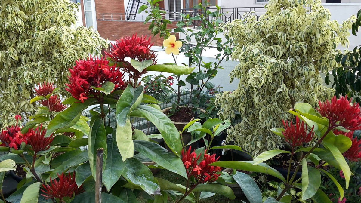 Stage 1 Bed & Breakfast | Ixora Suites