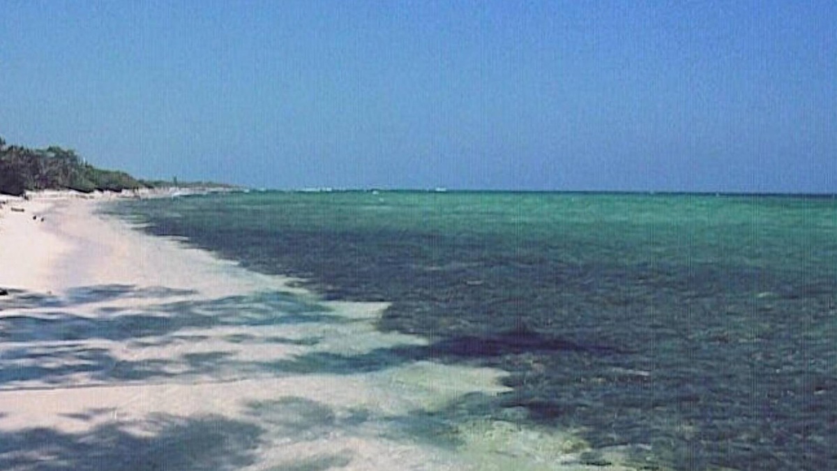 Salt Marsh House | Jamaican Villa with Driver Included