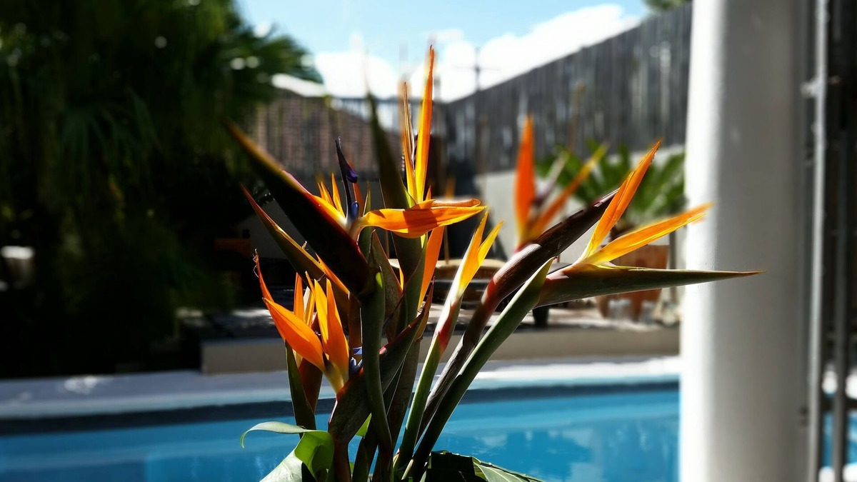 Cape Town City Centre House | Jardin D'ébène Boutique Guesthouse