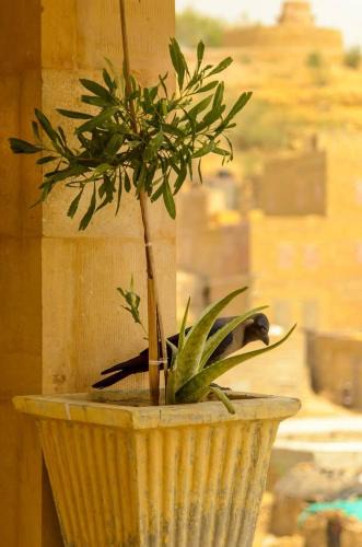 Amar Sagar Pol House | Jimmy Desert guesthouse & Safari