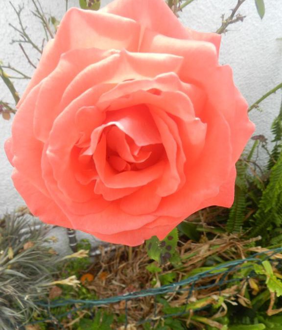 Aveiro House | JP Guest House