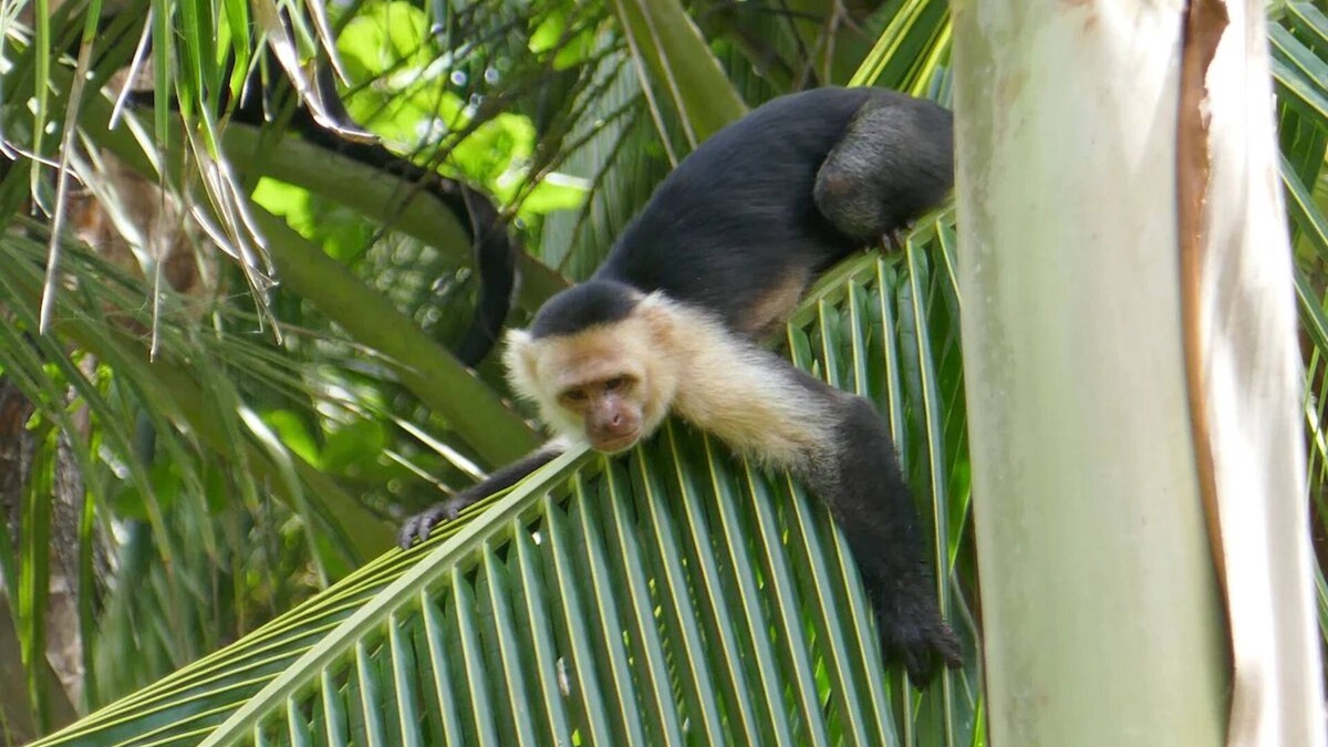 Carate Cabin | Jungle Casita on Beachfront Property Near Corcovado National Park