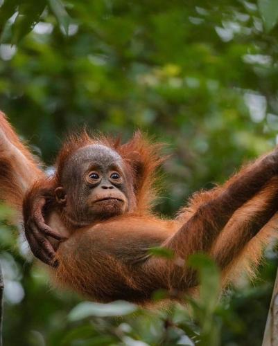 Bukit Lawang House | JUNGLE LIFE GUEST HOUSE - Trekking & Transport Only Book With Us