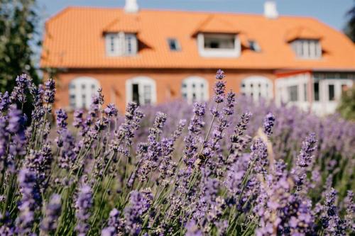 Praesto Bed & Breakfast | Jungshoved Præstegård B&B