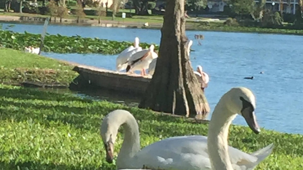Lakeland Cottage | Just steps from Florida Southern College and Lake Morton