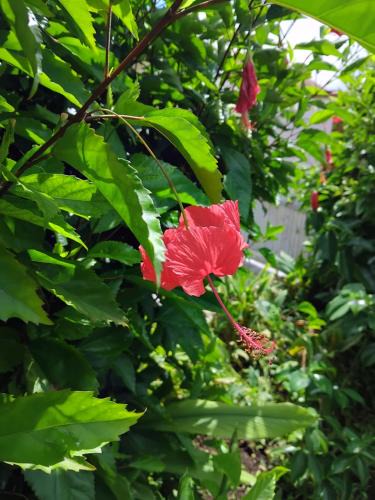 Le Morne-Rouge House | KAN'DLO