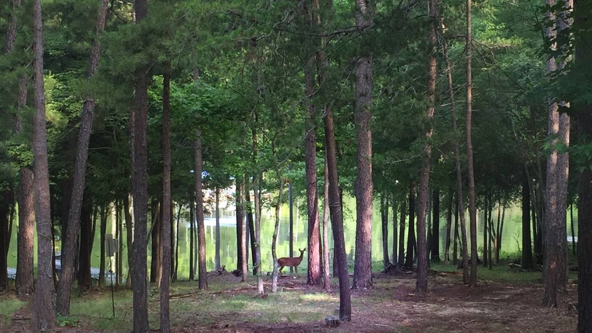 Merifield Acres Cabin | Kerr Lake Log Cabin On Calm Cove With Gentle Slope To Water, Nearby Sandy Beach